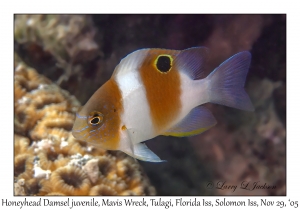 Honeyhead Damsel juvenile