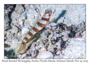 Broad-banded Shrimpgoby