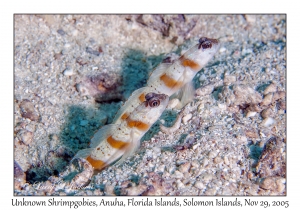 Unknown Shrimpgobies