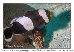 Saddleback Anemonefish & eggs