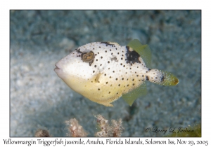 Yellowmargin Triggerfish juvenile