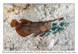 Peacock Razorfish juvenile