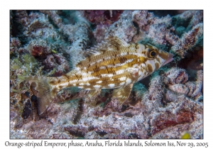 Orange-striped Emperor