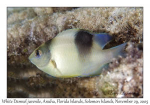 Whitetail Damsel juvenile