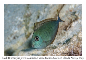 Sleek Unicornfish juvenile