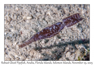 Robust Ghost Pipefish