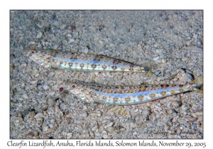 Clearfin Lizardfish