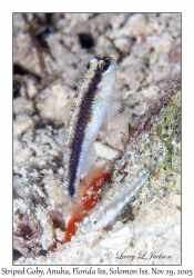 Striped Goby
