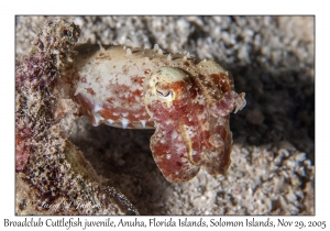 Broadclub Cuttlefish juvenile