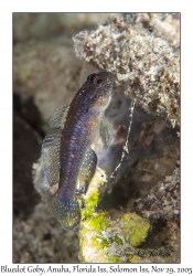 Bluedot Goby