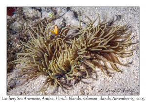 Leathery Sea Anemone