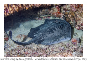 Marbled Stingray