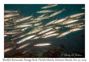 Blackfin Barracuda