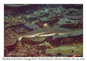 Blacktip Reef Shark