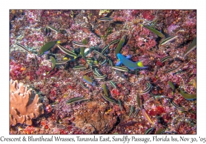 Crescent & Blunthead Wrasses