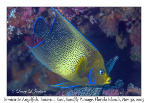 Semicircle Angelfish