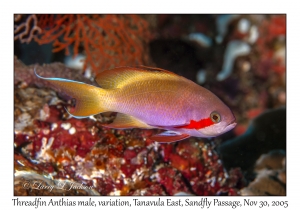 Threadfin Anthias male