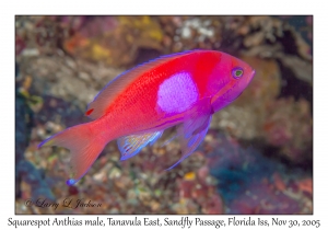 Squarespot Anthias male