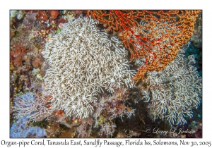 Organ-pipe Coral