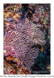 Sea Fan