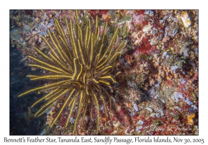 Bennett's Feather Star