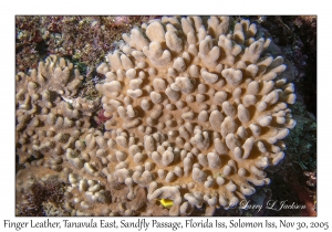 Finger Leather Coral
