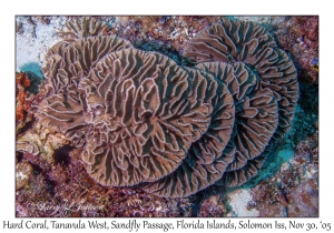 Hard Coral