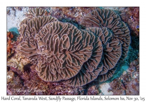 Hard Coral