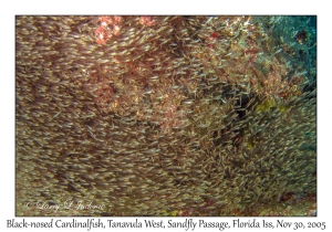 Black-nosed Cardinalfish