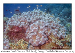 Mushroom Leather Corals