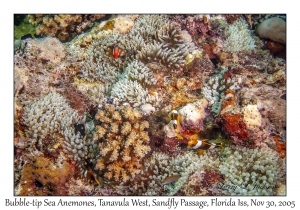 Bubble-tip Sea Anemones