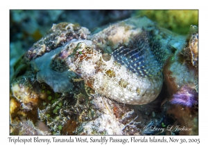 Triplespot Blenny