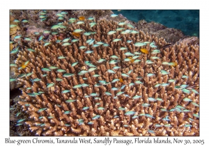 Blue-green Chromis