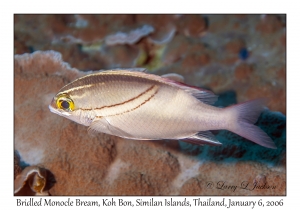 Bridled Monocle Bream