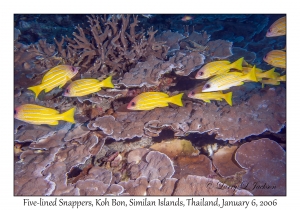 Five-lined Snappers