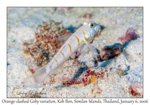 Orange-dashed Goby variation