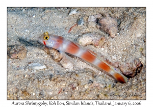 Aurora Shrimpgoby