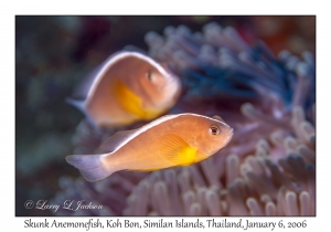 Skunk Anemonefish