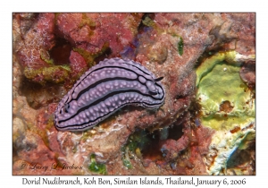 Dorid Nudibranch