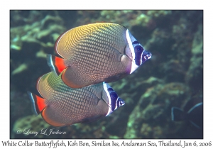 White Collar Butterflyfish