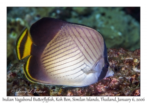 Indian Vagabond Butterflyfish