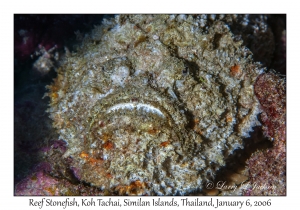 Reef Stonefish