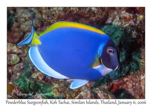 Powderblue Surgeonfish