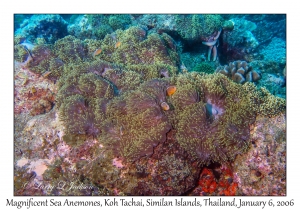 Magnificent Sea Anemones