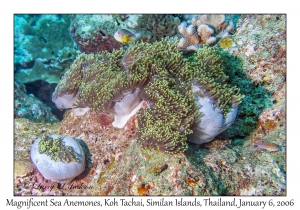 Magnificent Sea Anemones