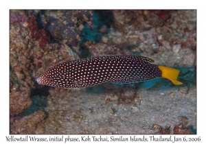 Yellowtail Wrasse