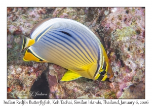 Indian Redfin Butterflyfish