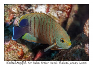 Blacktail Angelfish