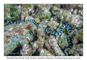 Banded Sea Krait