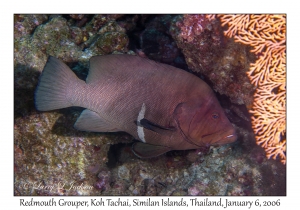 Redmouth Grouper